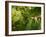 Greenwell Kona Coffee Farm, Big Island, Hawaii, USA-Inger Hogstrom-Framed Photographic Print