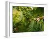 Greenwell Kona Coffee Farm, Big Island, Hawaii, USA-Inger Hogstrom-Framed Photographic Print