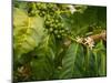 Greenwell Kona Coffee Farm, Big Island, Hawaii, USA-Inger Hogstrom-Mounted Photographic Print