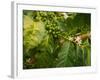 Greenwell Kona Coffee Farm, Big Island, Hawaii, USA-Inger Hogstrom-Framed Photographic Print