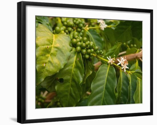 Greenwell Kona Coffee Farm, Big Island, Hawaii, USA-Inger Hogstrom-Framed Photographic Print