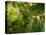 Greenwell Kona Coffee Farm, Big Island, Hawaii, USA-Inger Hogstrom-Stretched Canvas