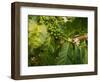 Greenwell Kona Coffee Farm, Big Island, Hawaii, USA-Inger Hogstrom-Framed Photographic Print