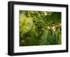 Greenwell Kona Coffee Farm, Big Island, Hawaii, USA-Inger Hogstrom-Framed Photographic Print