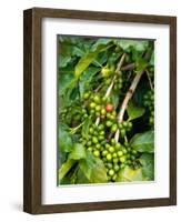 Greenwell Kona Coffee Farm, Big Island, Hawaii, USA-Inger Hogstrom-Framed Photographic Print