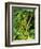 Greenwell Kona Coffee Farm, Big Island, Hawaii, USA-Inger Hogstrom-Framed Photographic Print