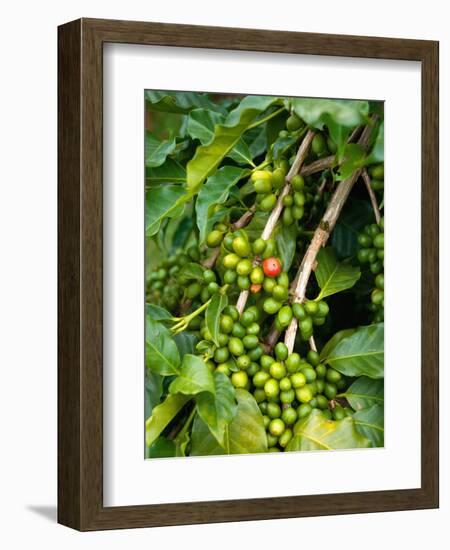 Greenwell Kona Coffee Farm, Big Island, Hawaii, USA-Inger Hogstrom-Framed Photographic Print