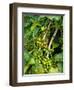 Greenwell Kona Coffee Farm, Big Island, Hawaii, USA-Inger Hogstrom-Framed Photographic Print