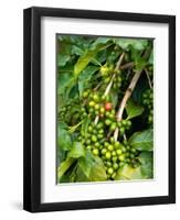 Greenwell Kona Coffee Farm, Big Island, Hawaii, USA-Inger Hogstrom-Framed Photographic Print