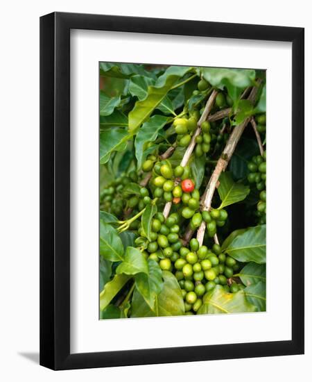 Greenwell Kona Coffee Farm, Big Island, Hawaii, USA-Inger Hogstrom-Framed Photographic Print