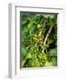 Greenwell Kona Coffee Farm, Big Island, Hawaii, USA-Inger Hogstrom-Framed Photographic Print