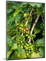 Greenwell Kona Coffee Farm, Big Island, Hawaii, USA-Inger Hogstrom-Mounted Photographic Print