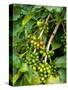 Greenwell Kona Coffee Farm, Big Island, Hawaii, USA-Inger Hogstrom-Stretched Canvas