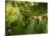 Greenwell Kona Coffee Farm, Big Island, Hawaii, USA-Inger Hogstrom-Stretched Canvas
