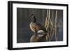 Greet the Sun - Canada Goose-Richard Clifton-Framed Art Print