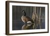 Greet the Sun - Canada Goose-Richard Clifton-Framed Art Print