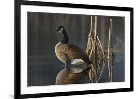 Greet the Sun - Canada Goose-Richard Clifton-Framed Giclee Print