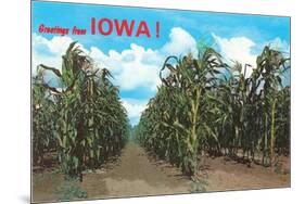 Greetings from Iowa, Corn Field-null-Mounted Premium Giclee Print