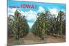 Greetings from Iowa, Corn Field-null-Mounted Art Print