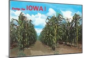 Greetings from Iowa, Corn Field-null-Mounted Art Print