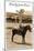 Greetings from Llano, Texas, Girl on Pony-null-Mounted Art Print