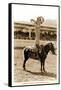 Greetings from Montana, Little Girl Roping on Pony-null-Framed Stretched Canvas