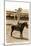 Greetings from Montana, Little Girl Roping on Pony-null-Mounted Art Print