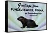 Greetings From Punxsutawney, Penna On Groundhog Day-Curt Teich & Company-Framed Stretched Canvas