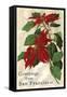 Greetings from San Francisco, California, Poinsettias-null-Framed Stretched Canvas