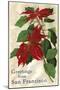 Greetings from San Francisco, California, Poinsettias-null-Mounted Art Print