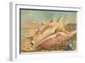 White Frame