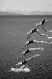 The beauty of diving-Greetje van Son-Photographic Print