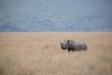A Solitary Black Rhinoceros Walks Through a Field of Dried Grass in the Ngorongoro Crater, Tanzania-Greg Boreham-Framed Photographic Print