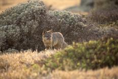 Island Fox Hunting in the Late Afternoon on the Channel Islands, California-Greg Boreham-Photographic Print