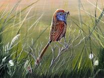 Bird of Paradise-Greg Farrugia-Giclee Print