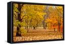 Framed Canvas