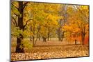 Wood Mount