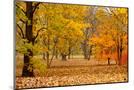 Wood Mount