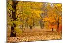Wood Mount