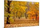 Wood Mount