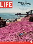 Girl Reading a Book on "Pink Magic Carpet" at Lovers Point Park, Pacific Grove, CA, June 24, 2005-Greg Miller-Stretched Canvas