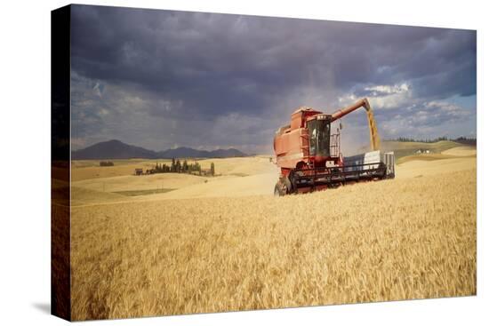 Stretched Canvas Print, , large