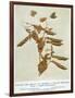 Gregor Johann Mendel Austrian Botanist-A.d. Darleishire-Framed Photographic Print