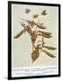 Gregor Johann Mendel Austrian Botanist-A.d. Darleishire-Framed Photographic Print