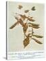 Gregor Johann Mendel Austrian Botanist-A.d. Darleishire-Stretched Canvas