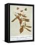 Gregor Johann Mendel Austrian Botanist-A.d. Darleishire-Framed Stretched Canvas