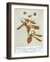 Gregor Johann Mendel Austrian Botanist-A.d. Darleishire-Framed Photographic Print