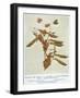 Gregor Johann Mendel Austrian Botanist-A.d. Darleishire-Framed Photographic Print