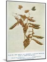 Gregor Johann Mendel Austrian Botanist-A.d. Darleishire-Mounted Photographic Print