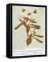 Gregor Johann Mendel Austrian Botanist-A.d. Darleishire-Framed Stretched Canvas